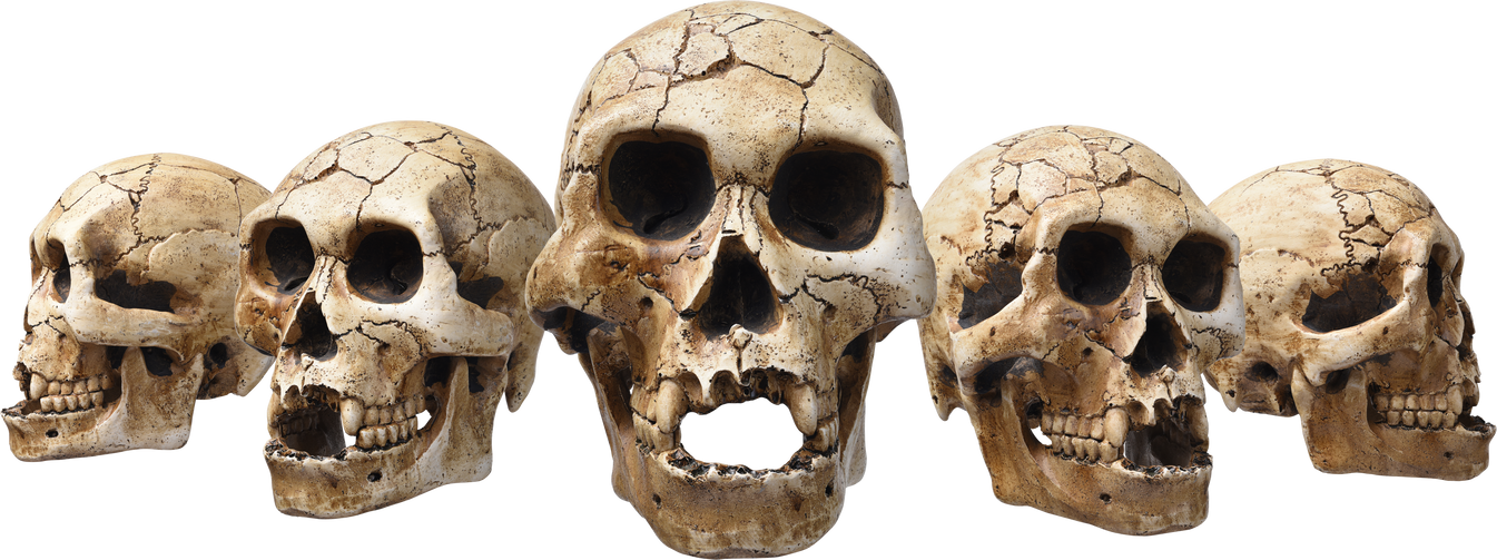 Human Skull 